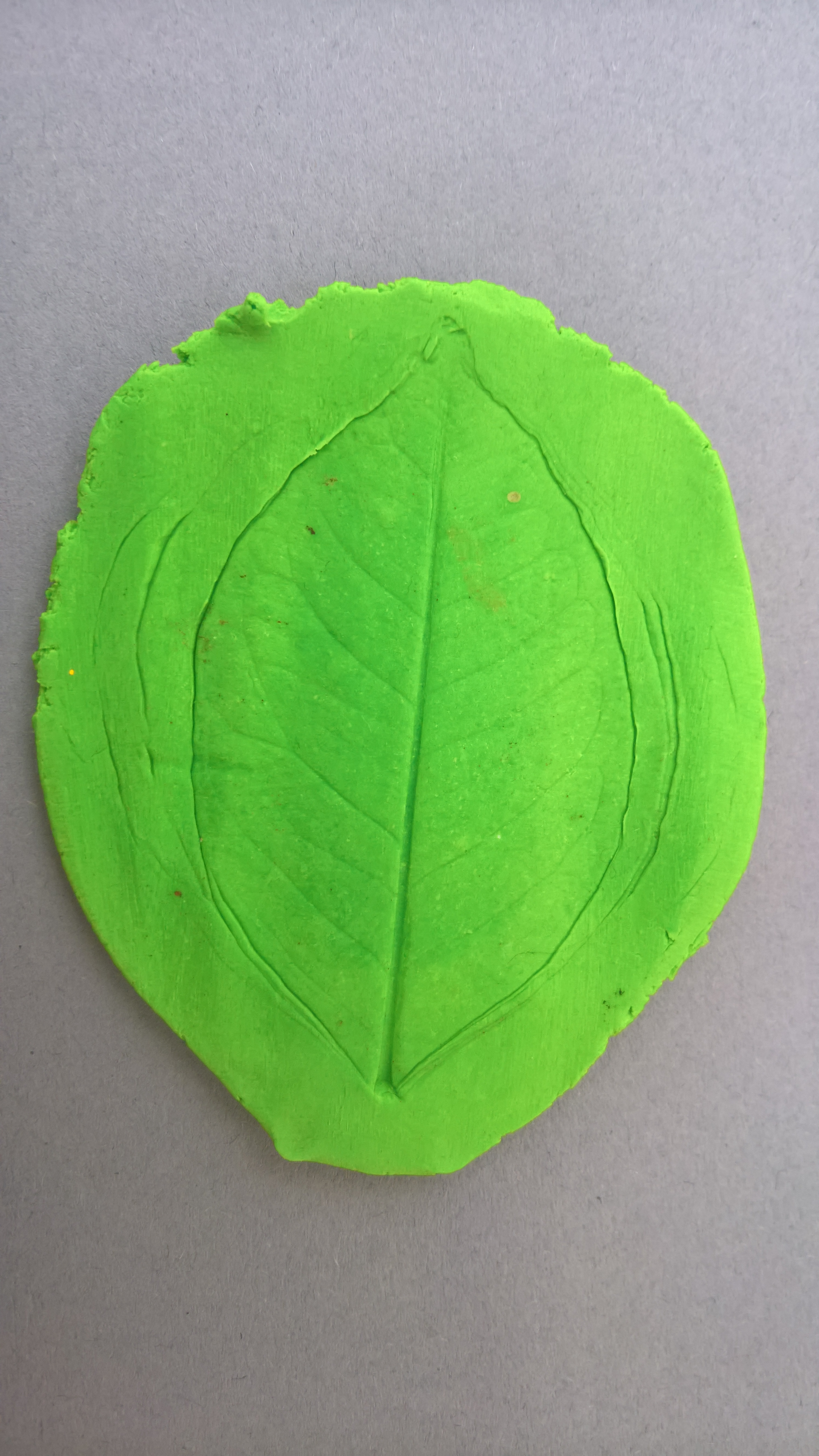 Απολιθώματα