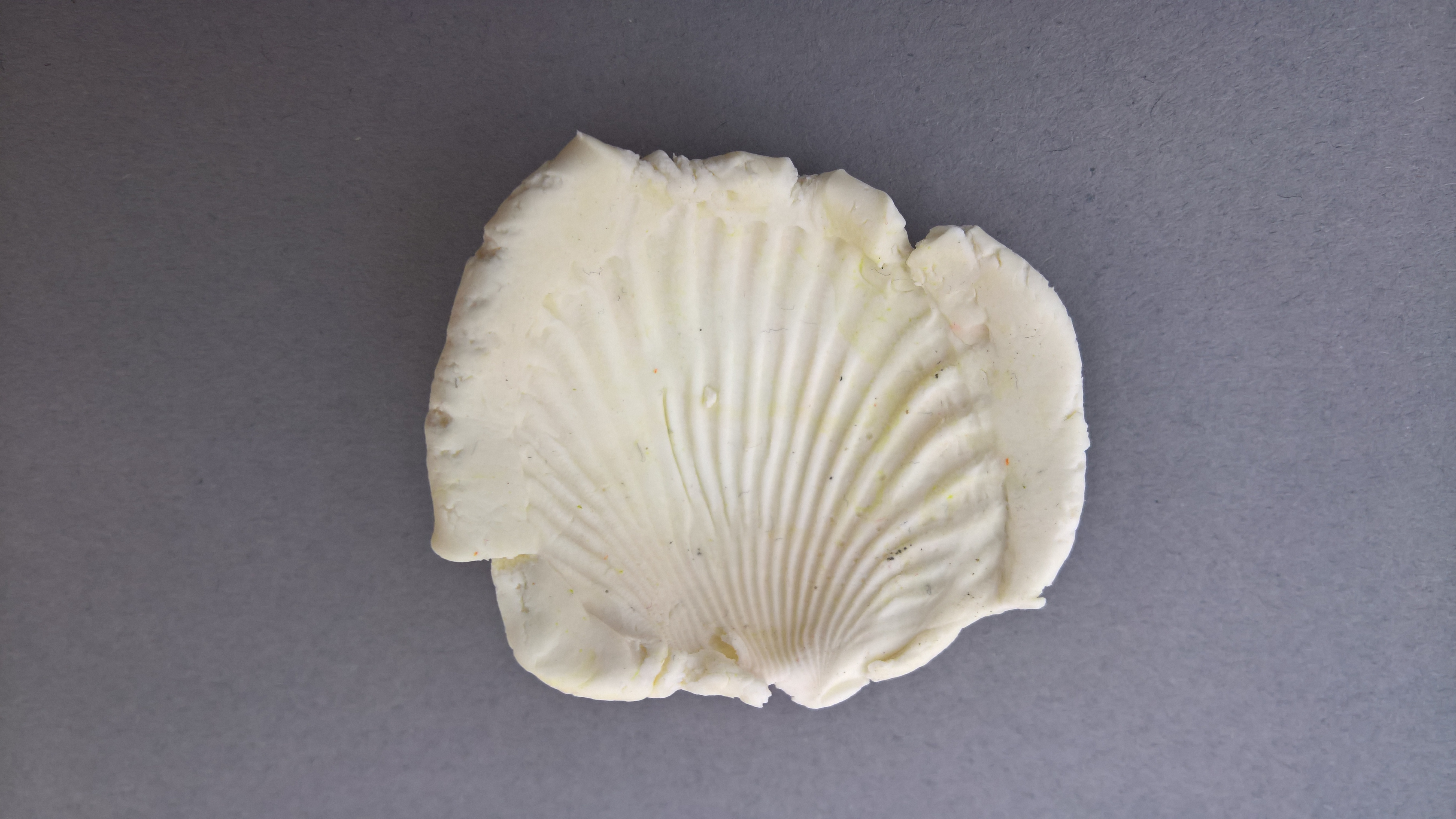 Απολιθώματα