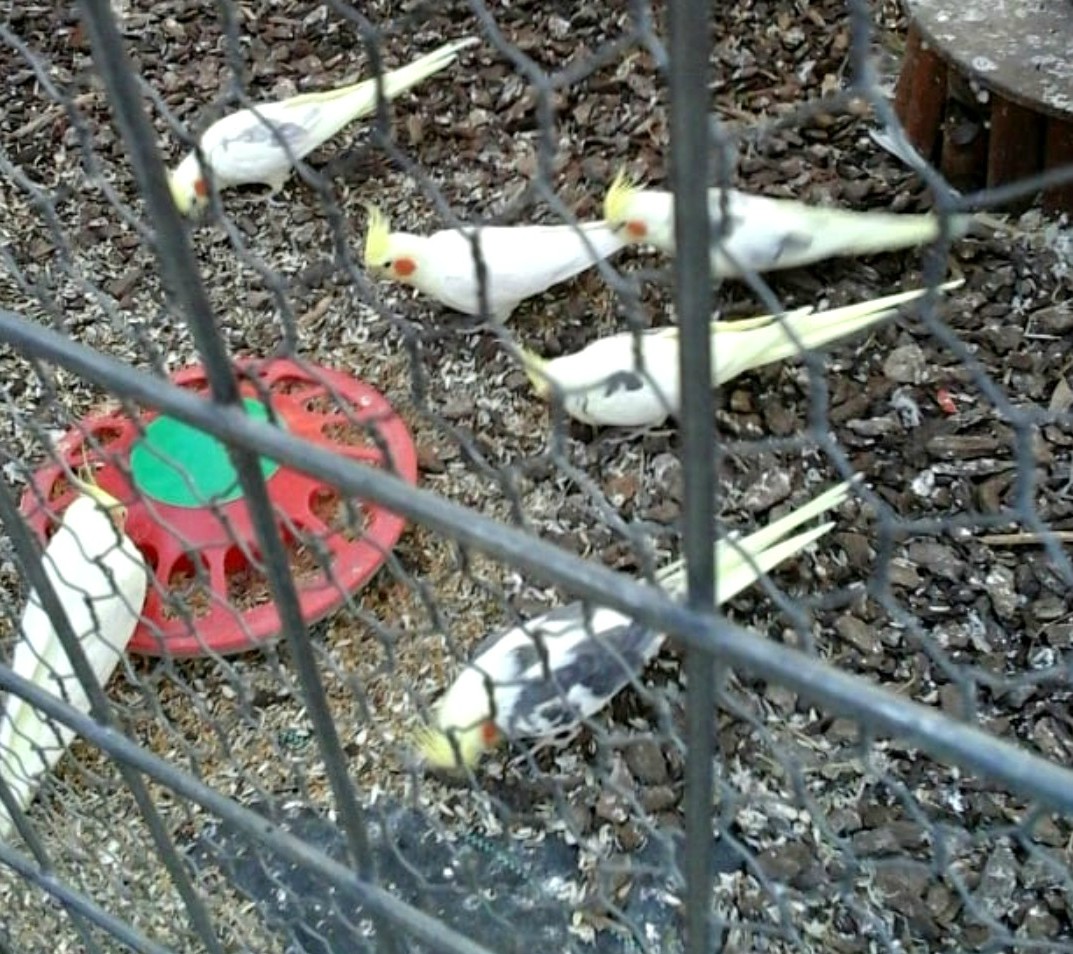 Λακκαγκίνη στα Κιούρκα πουλιά