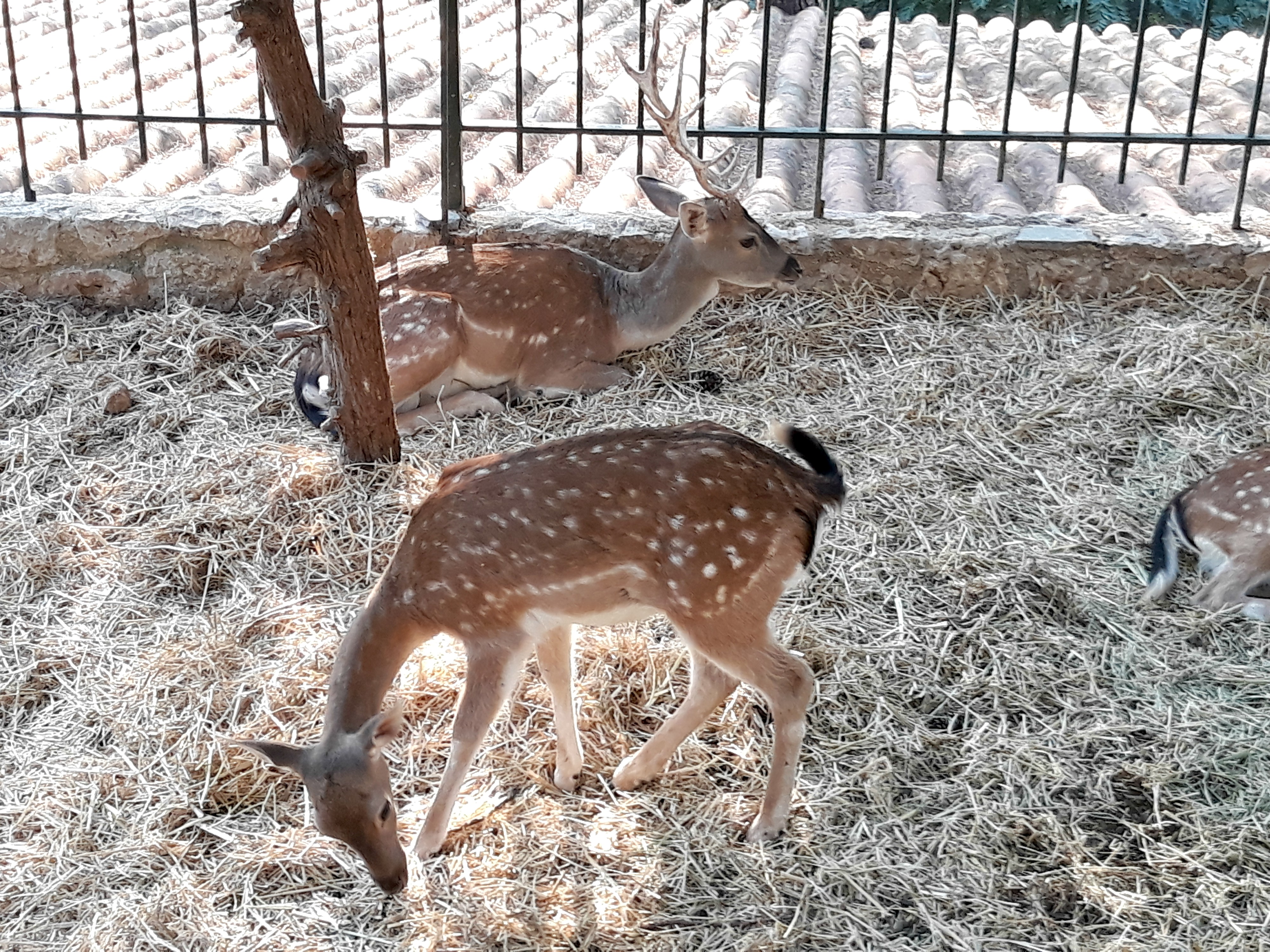 Λακκαγκίνη στα Κιούρκα ελάφια