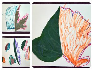 %cf%86%cf%85%ce%bb%ce%bb%ce%b1-%cf%84%ce%b7%cf%82-%ce%b5%ce%bb%ce%bb%ce%b7%cf%82