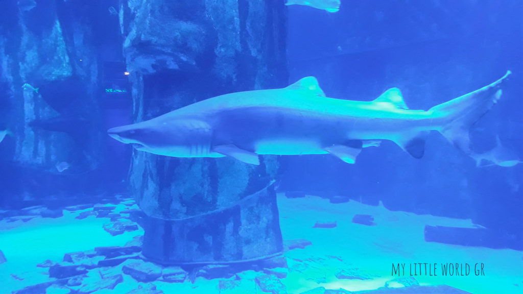 sea life london aquarium