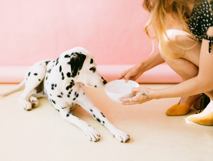 Oi_kaliteres_skilotrofes